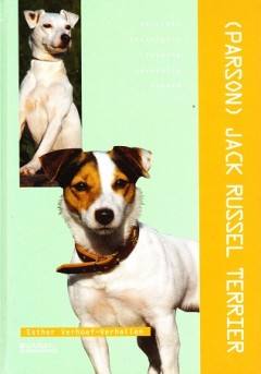 (Parson) Jack Russel Terrier